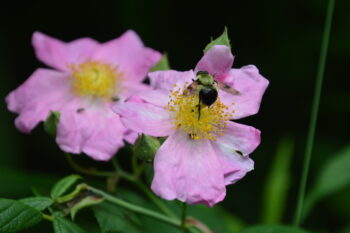 Bee mimic