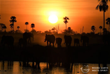 Elephants in sundown