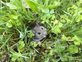 Mouse in grass