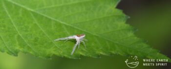 White jawed spider